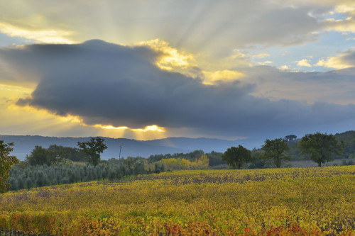 Countryside with Vineyard in Autumn, Montalcino, Province of Siena, Tuscany, Italy Poster Print by Raimund Linke (19 x 12)