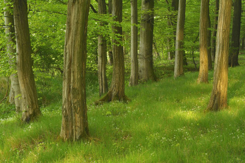 Forest in the Spring, Vogelsberg District, Hesse, Germany Poster Print by Raimund Linke (20 x 13)
