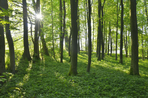 Sun through Forest in Spring, Vogelsberg District, Hesse, Germany Poster Print by Raimund Linke (19 x 12)