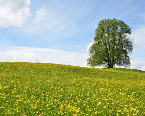 Lime Tree in blooming Meadow, Spring, Upper Bavaria, Bavaria, Germany Poster Print by Raimund Linke (17 x 14)