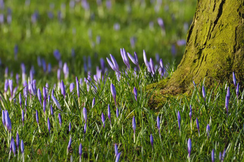 Close-up of tree trunk with crocus in spring, Husum, Schlosspark, Schleswig-Holstein, Germany Poster Print by Raimund Linke (19 x 12)