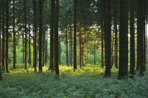 Forest in Morning, Glashofen, Odenwald, Baden-Wurttemberg, Germany Poster Print by Raimund Linke (19 x 12)