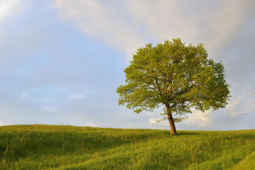 Meadow with Tree, Upper Bavaria, Bavaria, Germany Poster Print by Raimund Linke (19 x 12)