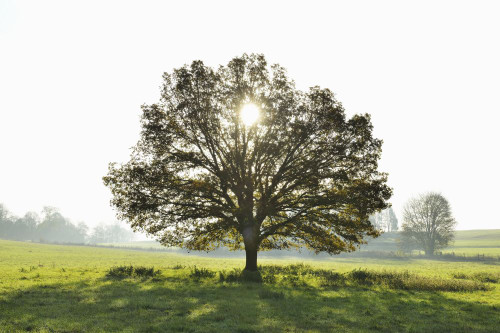 Oak Tree with Sun, Vogelsbergkreis, Hesse, Germany Poster Print by Raimund Linke (19 x 12)