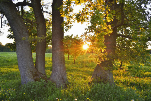 Meadow, Trees and Sun in Spring, Michelstadt, Odenwald, Hesse, Germany Poster Print by Raimund Linke (19 x 12)