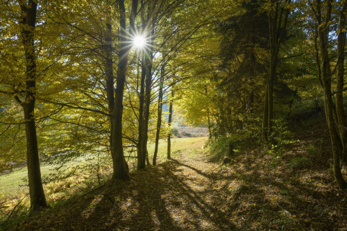 Forest path in autumn, Rothenbuch, Spessart, Bavaria, Germany Poster Print by Raimund Linke (19 x 12)