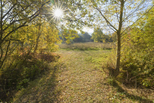 Path with sun in autumn, Mondfeld, Wertheim, Main-Tauber-Kreis, Baden-Wurttemberg, Germany Poster Print by Raimund Linke (19 x 12)