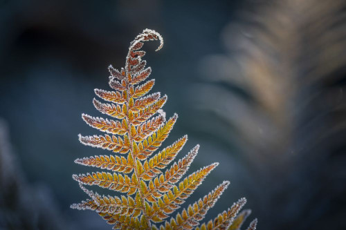 Detail of a Frosted Sword Fern; Olympia, Washington, United States Poster Print by Doug Ogden (20 x 13)