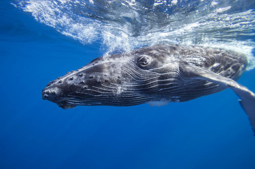 Humpback whale (Megaptera novaeangliae) underwater; Hawaii, United States of America Poster Print by Dave Fleetham (18 x 12)