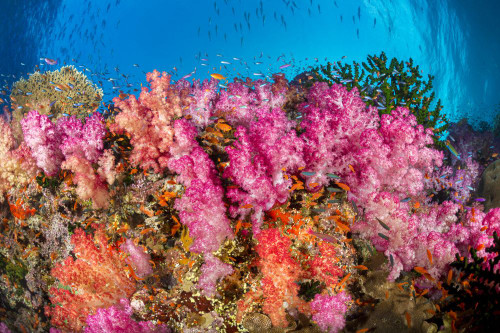 Alconarian coral with schooling anthias dominate this Fijian reef scene looking directly up a wall to the surface; Fiji Poster Print by Dave Fleetham (19 x 12)