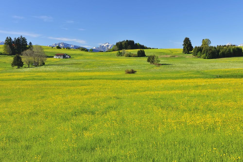 Countryside with Flowering Meadow in Spring, Bernbeuren, Upper Bavaria, Bavaria, Germany Poster Print by Raimund Linke (19 x 12)