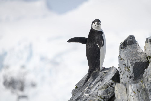 Chinstrap penguin (Pygoscelis antarcticus) stands on rock waving flippers; Antarctica Poster Print by Nick Dale (18 x 12)