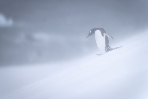 Gentoo penguin (Pygoscelis papua) waddles down slope in snowstorm; Antarctica Poster Print by Nick Dale (18 x 12)