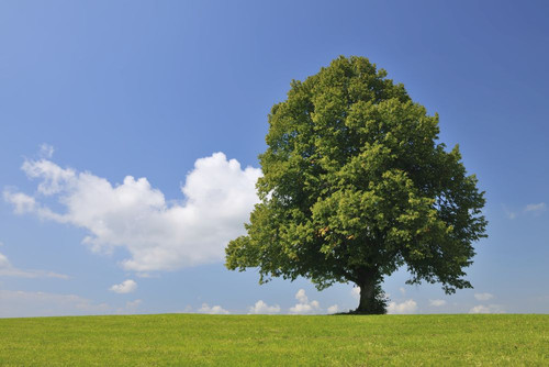 Lime Tree in Summer, Bavaria, Germany Poster Print by Raimund Linke (19 x 12)