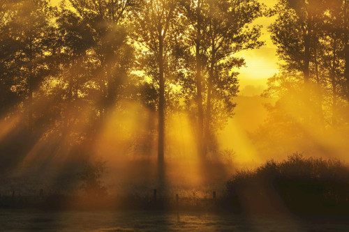 Sun Shining through Trees with Morning Mist, Flieden, Hesse, Germany Poster Print by Raimund Linke (19 x 12)