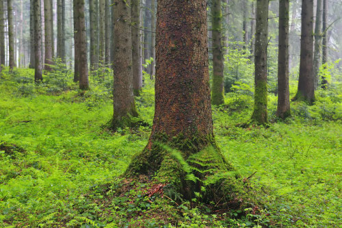 Coniferous Forest after Rain in Spring, Oberreute, Allgau, Bavaria, Germany Poster Print by Raimund Linke (19 x 12)