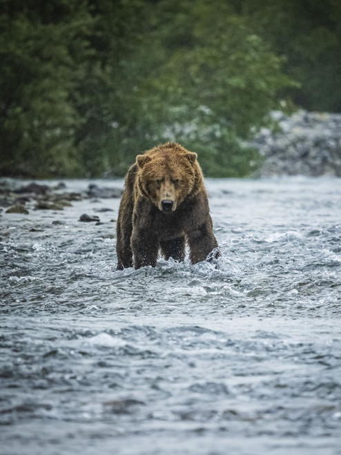 Portrait of a Coastal Brown Bear (Ursus arctos horribilis) standing in the water fishing for salmon in Geographic Harbor; Katmai National Park and Preserve, Alaska, United States of America Poster Print by Ralph Lee Hopkins (13 x 18)