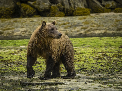 Coastal Brown Bear (Ursus arctos horribilis) walking on the moss covered beach fishing salmon in Kinak Bay; Katmai National Park and Preserve, Alaska, United States of America Poster Print by Ralph Lee Hopkins (18 x 13)