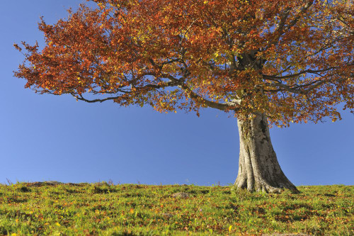 Beech Tree, Schauinsland, Black Forest, Baden-Wurttemberg, Germany Poster Print by Raimund Linke (19 x 12)