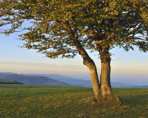 Beech Tree, Schauinsland, Black Forest, Baden-Wurttemberg, Germany Poster Print by Raimund Linke (17 x 13)