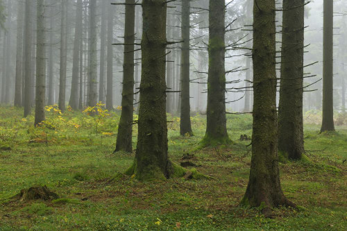 Spruce Forest, Black Forest, Baden-Wurttemberg, Germany Poster Print by Raimund Linke (19 x 12)