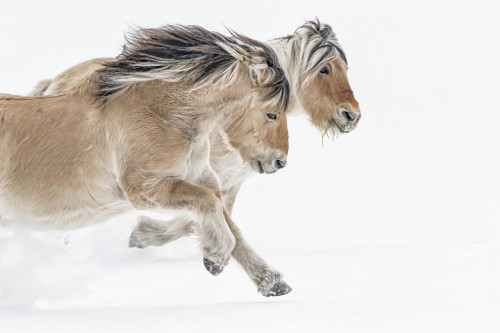 Horses (Equus ferus caballus) running through the snow; Whitehorse, Yukon, Canada Poster Print by Robert Postma (19 x 12)