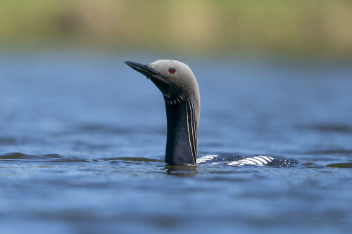 Common Loon (Gavia immer), also known as the Great Norther Diver, swimming in the tranquil water; Whitehorse, Yukon, Canada Poster Print by Robert Postma (19 x 12)