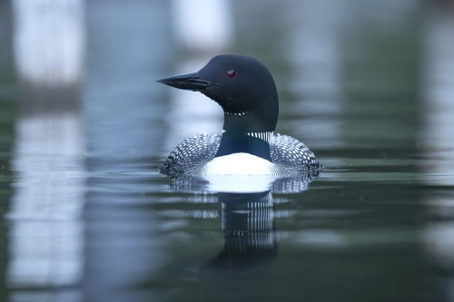 Common Loon (Gavia immer), also known as the Great Norther Diver, swimming with it's reflection in the tranquil water; Whitehorse, Yukon, Canada Poster Print by Robert Postma (19 x 12)