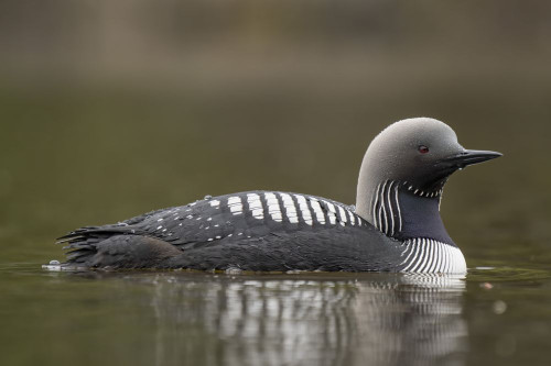Pacific Loon (Gavia pacifica) swimming on tranquil water; Whitehorse, Yukon, Canada Poster Print by Robert Postma (18 x 12)