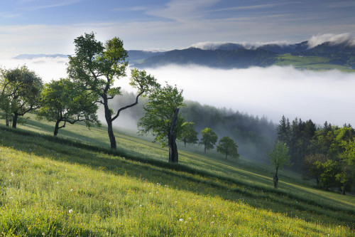 Morning Mist over Landscape, Voralpenblick, Waidhofen an der Ybbs, Mostviertel, Lower Austria, Austria Poster Print by Raimund Linke (19 x 12)