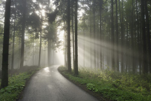 Road with Sunrays through Trees in Spring, Mostviertel, Lower Austria, Austria Poster Print by Raimund Linke (19 x 12)