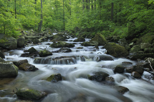 Stream, Ilsetal, Ilsenburg, Harz, Saxony Anhalt, Germany Poster Print by Raimund Linke (19 x 12)