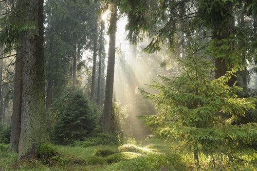 St Andreasberg, Harz National Park, Lower Saxony, Germany Poster Print by Raimund Linke (19 x 12)