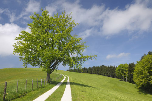 Tire Tracks through Meadow, Sonntagberg, Mostviertel, Lower Austria, Austria Poster Print by Raimund Linke (19 x 12)
