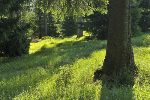 Forest, Harz National Park, Harz, Lower Saxony, Germany Poster Print by Raimund Linke (19 x 12)