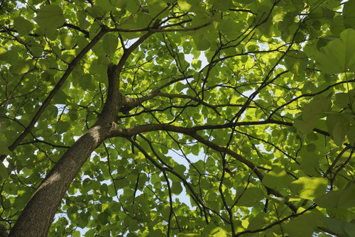 Indian Bean Tree, Bad Harzburg, Goslar, Harz, Lower Saxony, Germany Poster Print by Raimund Linke (19 x 12)
