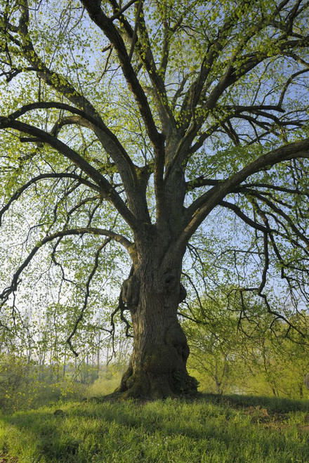 Lime Tree, Nilkheim, Aschaffenburg, Franconia, Bavaria, Germany Poster Print by Raimund Linke (12 x 19) Lime Tree, Nilkheim, Aschaffenburg, Franconia, Bavaria, Germany Poster Print by Raimund Linke (12 x 19)