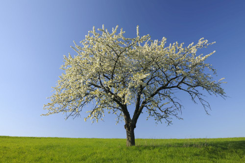 Cherry Tree, Odenwald, Hesse, Germany Poster Print by Raimund Linke (19 x 12)