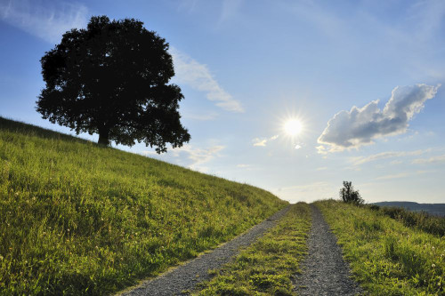 Oak Tree and Path, Brensbach, Odenwaldkreis, Hesse, Germany Poster Print by Raimund Linke (19 x 12)