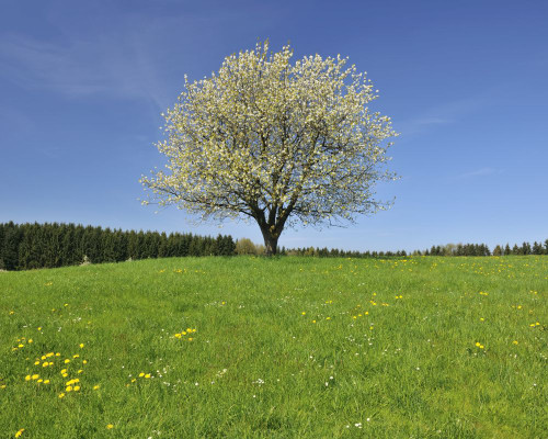 Cherry Tree, Baden-Wurttemberg, Germany Poster Print by Raimund Linke (17 x 13)