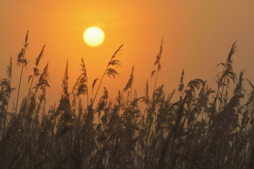 Reeds at sunrise, Hesse, Germany, Europe Poster Print by Michael Breuer (20 x 13)