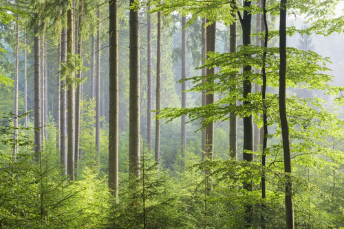 European Beech (Fagus sylvatica) Forest on Misty Morning, Spessart, Bavaria, Germany Poster Print by Michael Breuer (20 x 13)