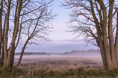Bare trees and misty meadow in Autumn at dawn in Hesse, Germany Poster Print by Michael Breuer (20 x 13)