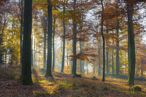 European Beech (Fagus sylvatica) Forest in Autumn, Spessart, Bavaria, Germany Poster Print by Michael Breuer (18 x 11)
