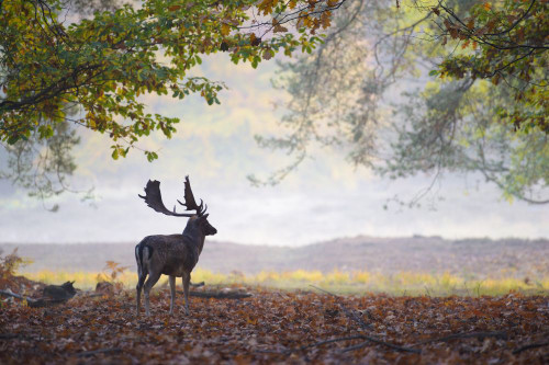 Male Fallow Deer (Cervus dama) in Autumn, Hesse, Germany Poster Print by Michael Breuer (20 x 13)