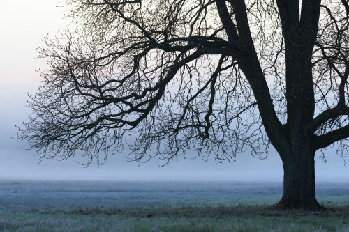 Chestnut Tree in Morning Mist, Hesse, Germany Poster Print by Michael Breuer (20 x 13)