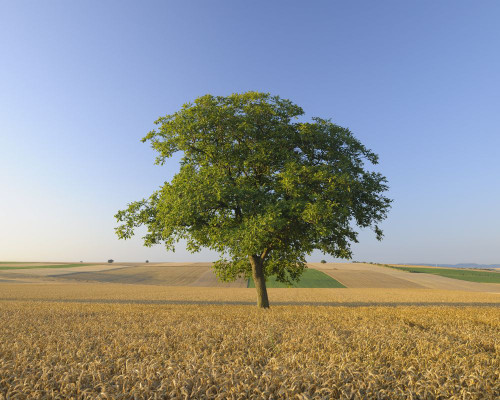 Walnut Tree, Rhineland-Palatinate, Germany Poster Print by Raimund Linke (17 x 13)