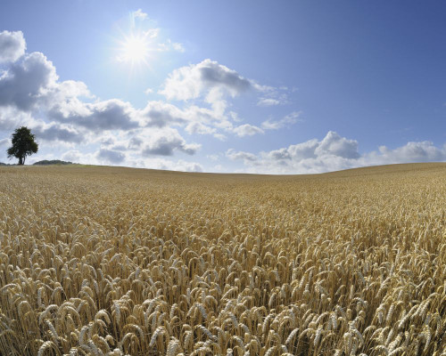 Wheat Field, Hesse, Germany Poster Print by Raimund Linke (17 x 13)