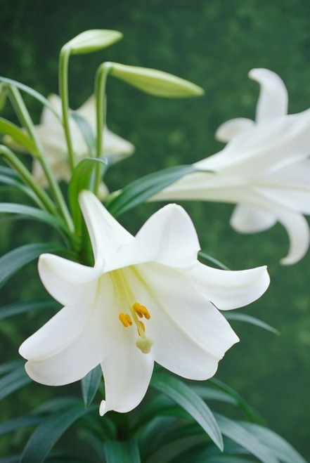 Easter Lilies Poster Print by J. A. Kraulis (11 x 17)