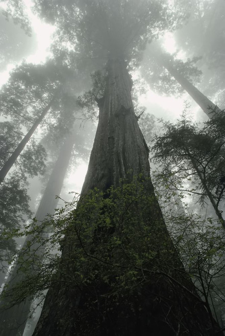 Lady Bird Johnson Grove Redwood National Park California, USA Poster Print by J. A. Kraulis (11 x 17)